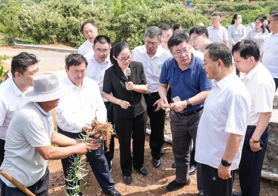 省属企业乡村振兴考察观摩及座谈会召开丨 现场调研泰安国资免疫力经济及泰山黄精产业发展